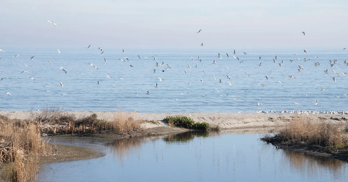 découvrez les merveilles de la mer la plus propre du monde, un véritable sanctuaire de biodiversité où chaque vague respire la pureté. plongez dans des eaux cristallines et explorez un écosystème préservé, idéal pour les amateurs d'écotourisme et les passionnés de nature.